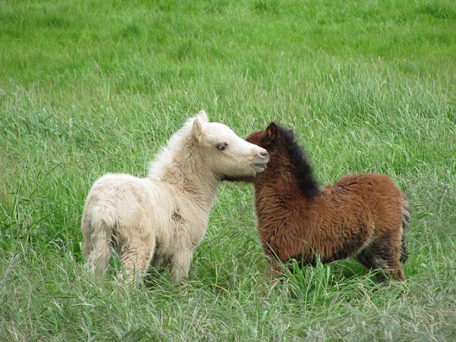 Mini-Pony-15.jpg