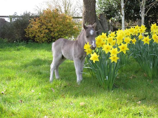 Mini-Pony-16.jpg