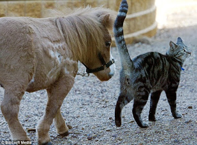 Mini-Pony-18.jpg