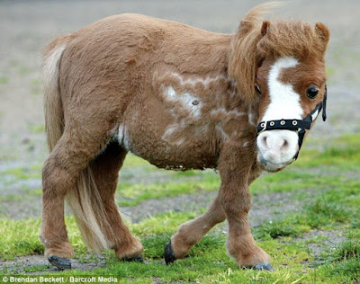 Mini-Pony-19.jpg