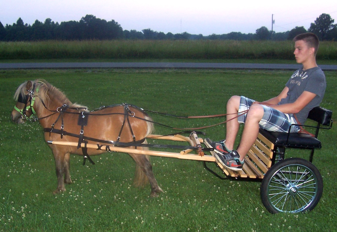 Mini-Pony-2.jpg
