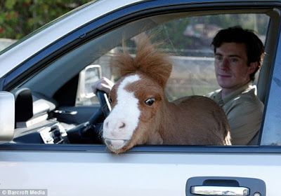Mini-Pony-20.jpg