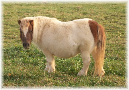 Mini-Pony-21.jpg
