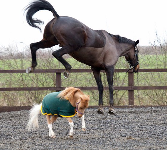 Real-Life My Little Pony