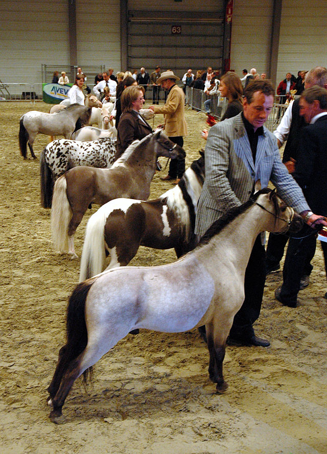 Mini-Pony-4.jpg