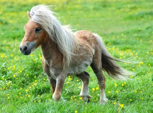 Mini-Pony-5.jpg
