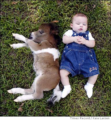 Mini-Pony-7.jpg