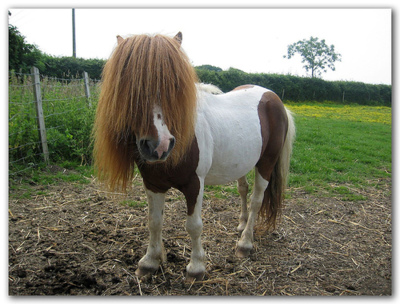 Mini-Pony-8.jpg