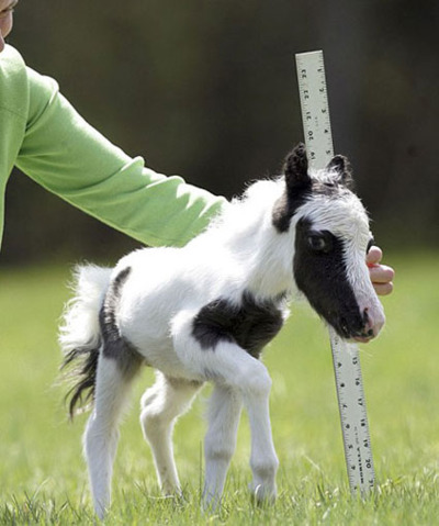 Mini-Pony-9.jpg