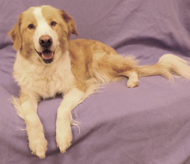 Minnie-Dog-Adopt-1.jpg