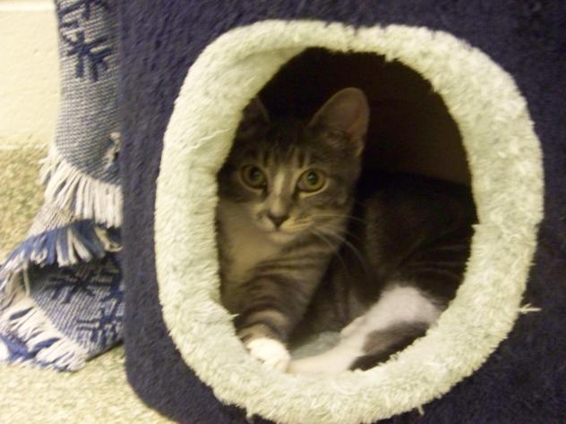 Molly-Cat-Adoption-1.jpg