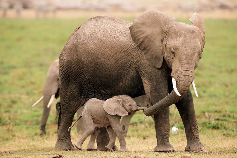 Mom-and-baby-elephants-holding-hands-or-trunks.jpg