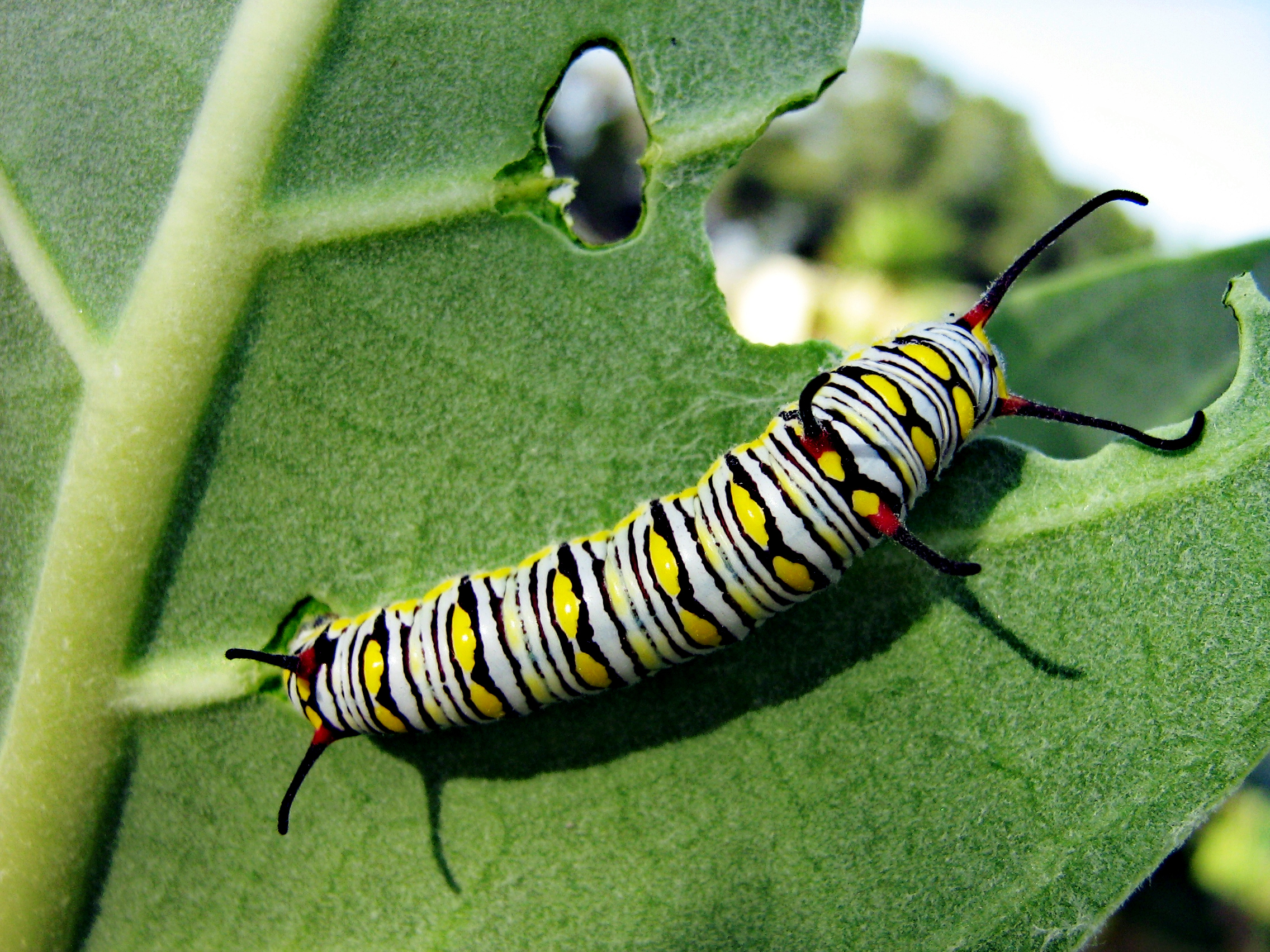 Monarch_butterfly_Caterpillar.jpg