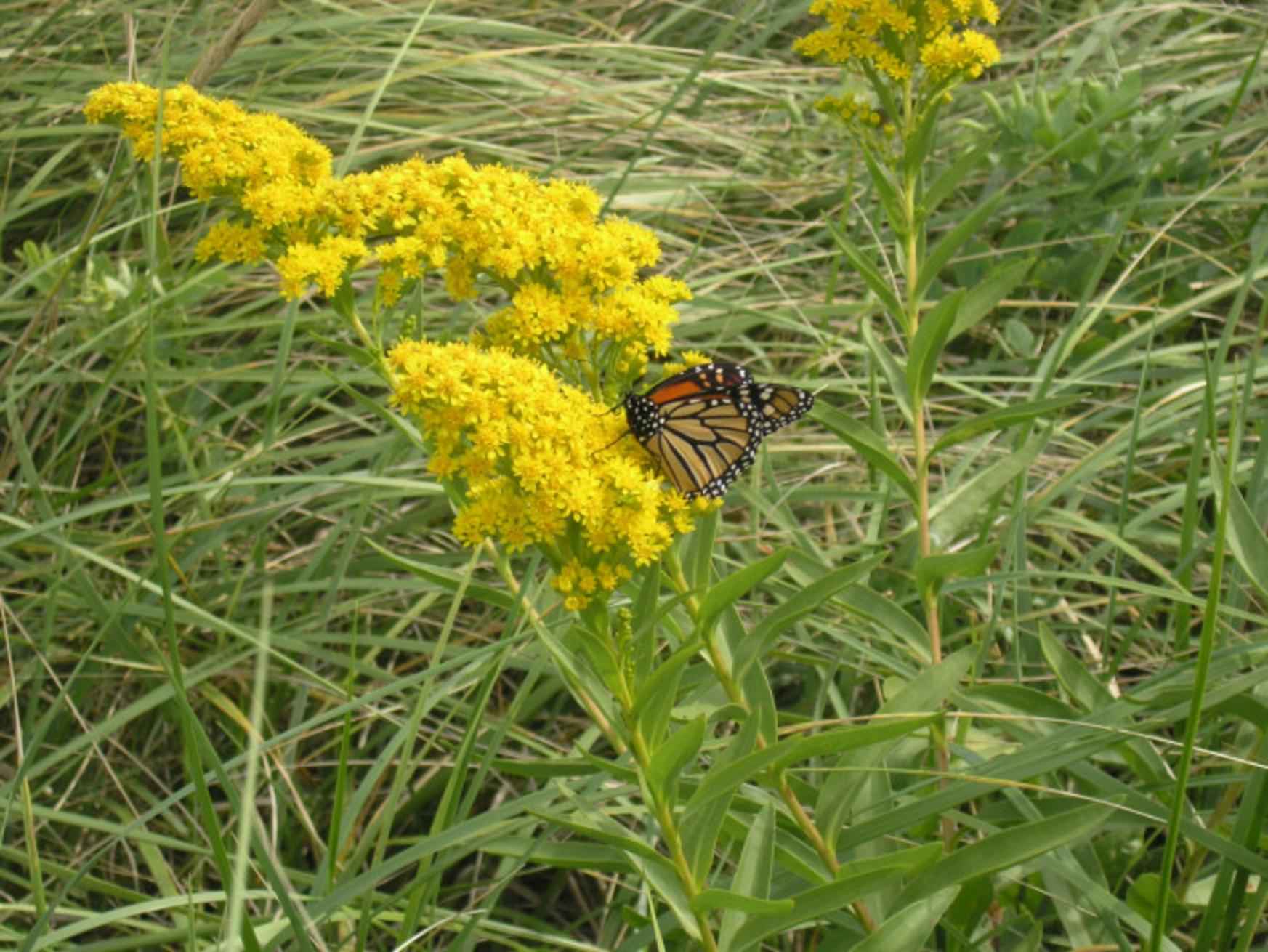 Monarch_butterfly_on_goldenrod_plant_flower.jpg