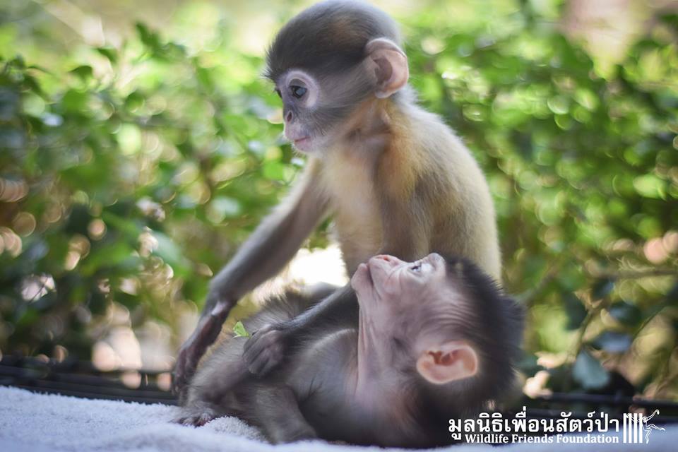 Monkey-Friends-10.jpg