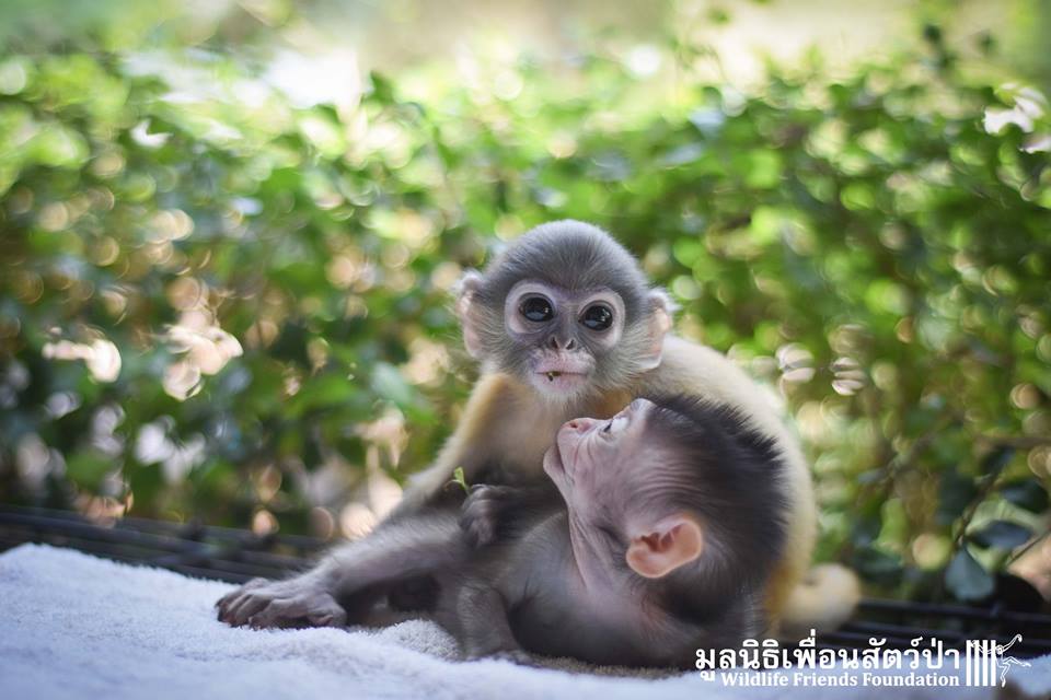 Monkey-Friends-3.jpg