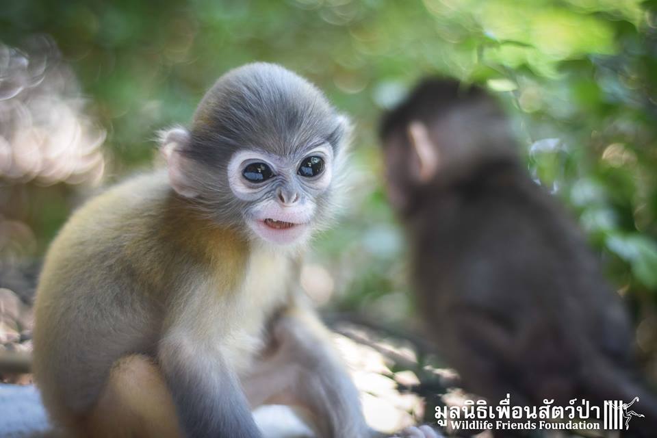 Monkey-Friends-4.jpg