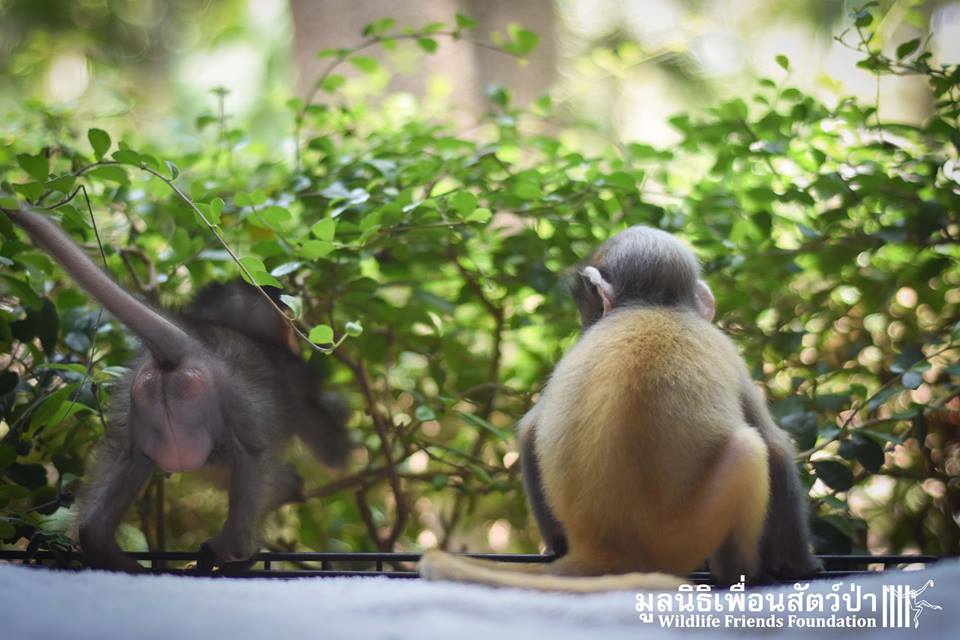 Monkey-Friends-7.jpg