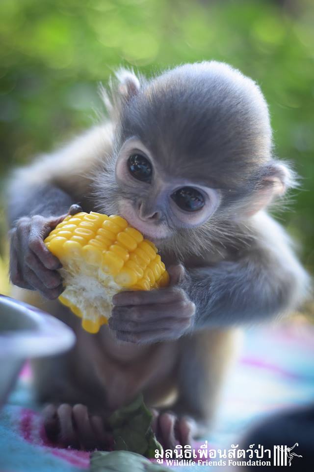 Monkey-Friends-9.jpg