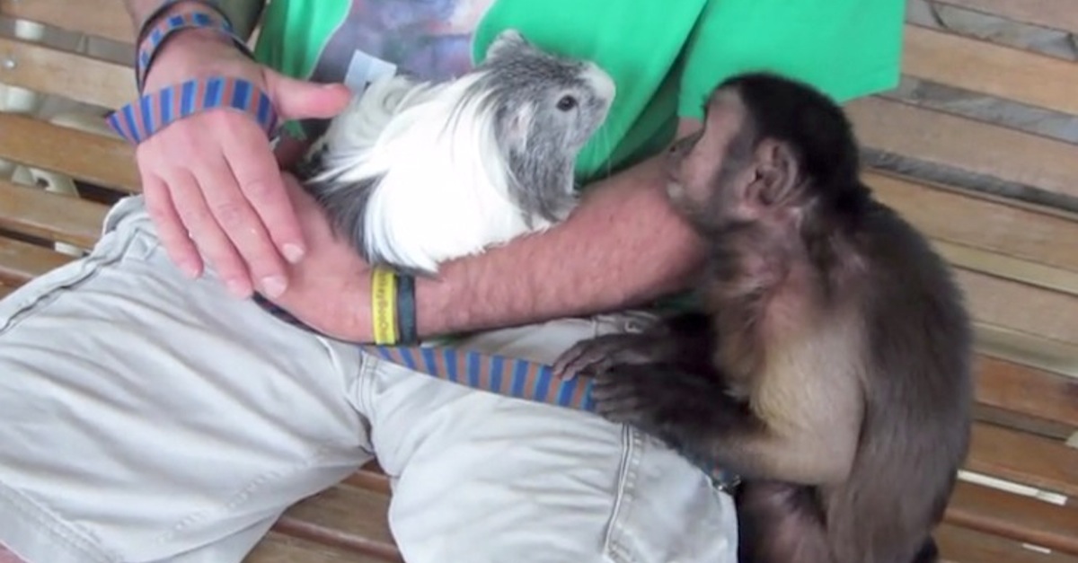 Monkey meets guinea pig for first time