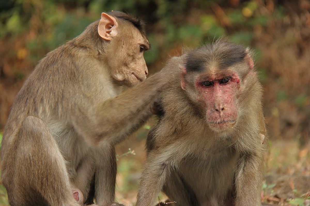 Monkey_grooming_02.jpg