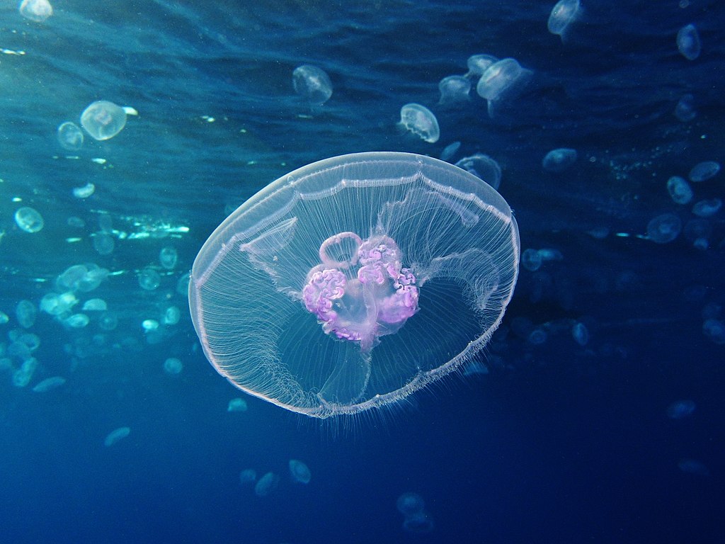 Moon_jellyfish.jpg