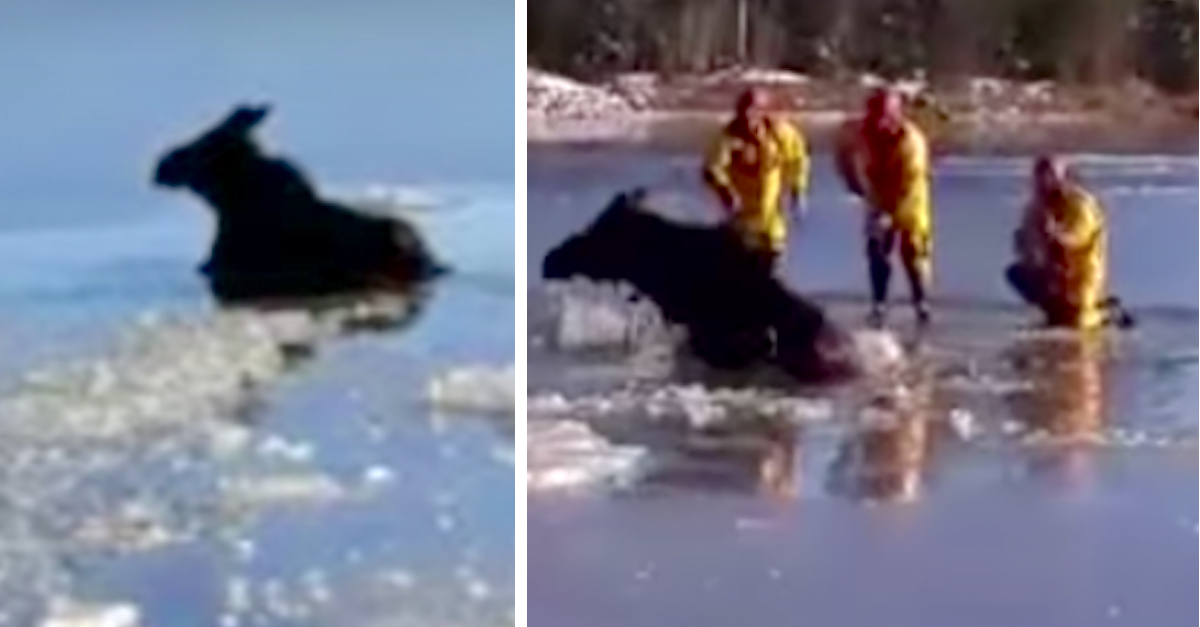 Moose Rescue