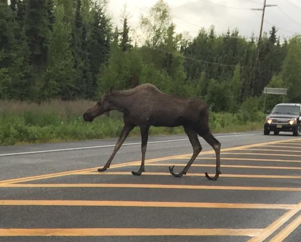 Moose-With-Elf-Feet.jpg