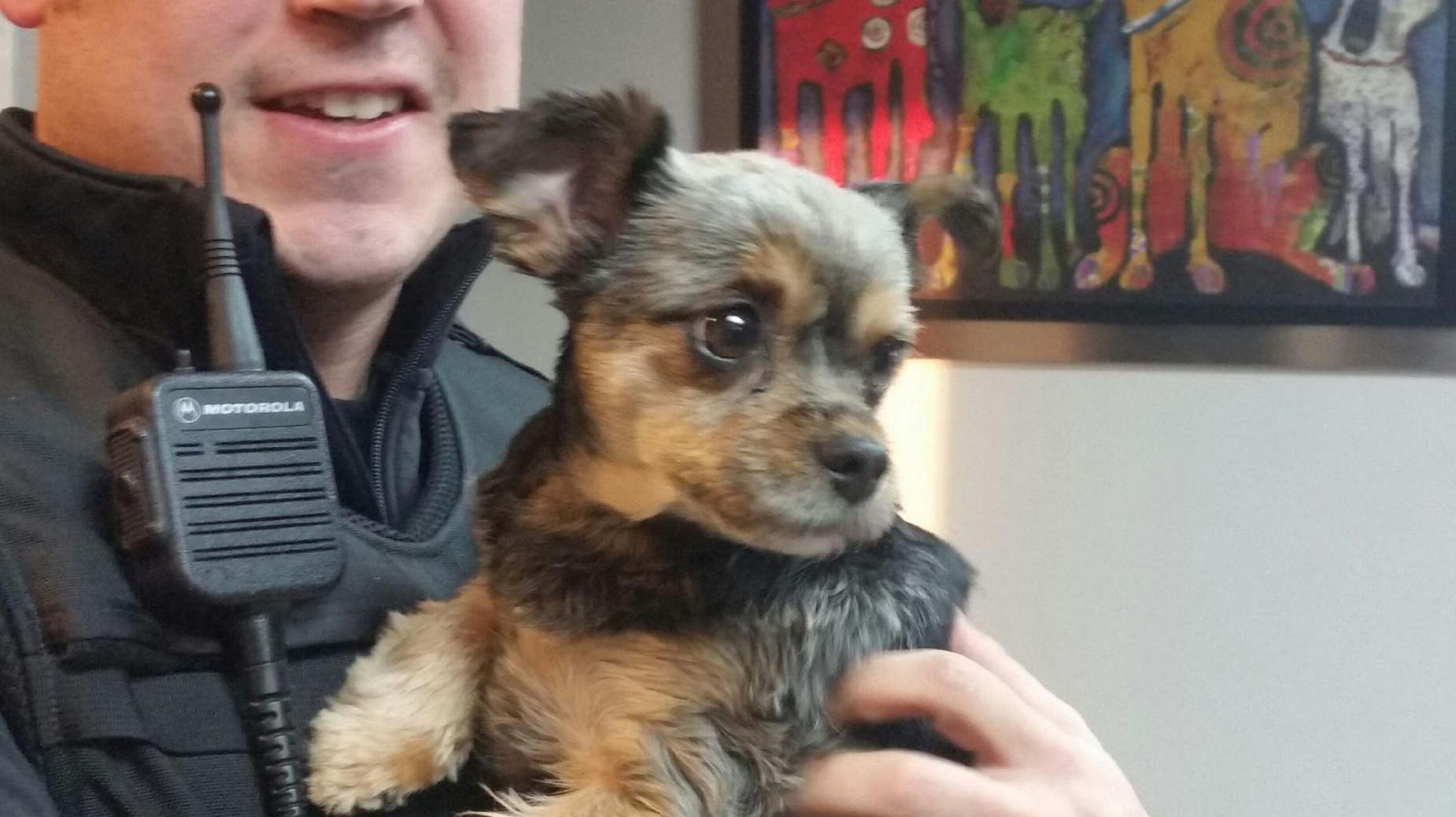 Morkie.jpg