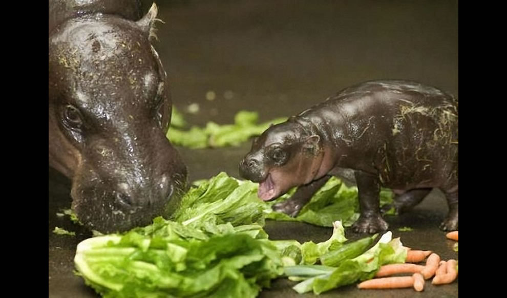 Mother-Pygmy-Hippopotamus-teaching-her-baby-the-basics-of-hungry-hungry-hippo1.jpg