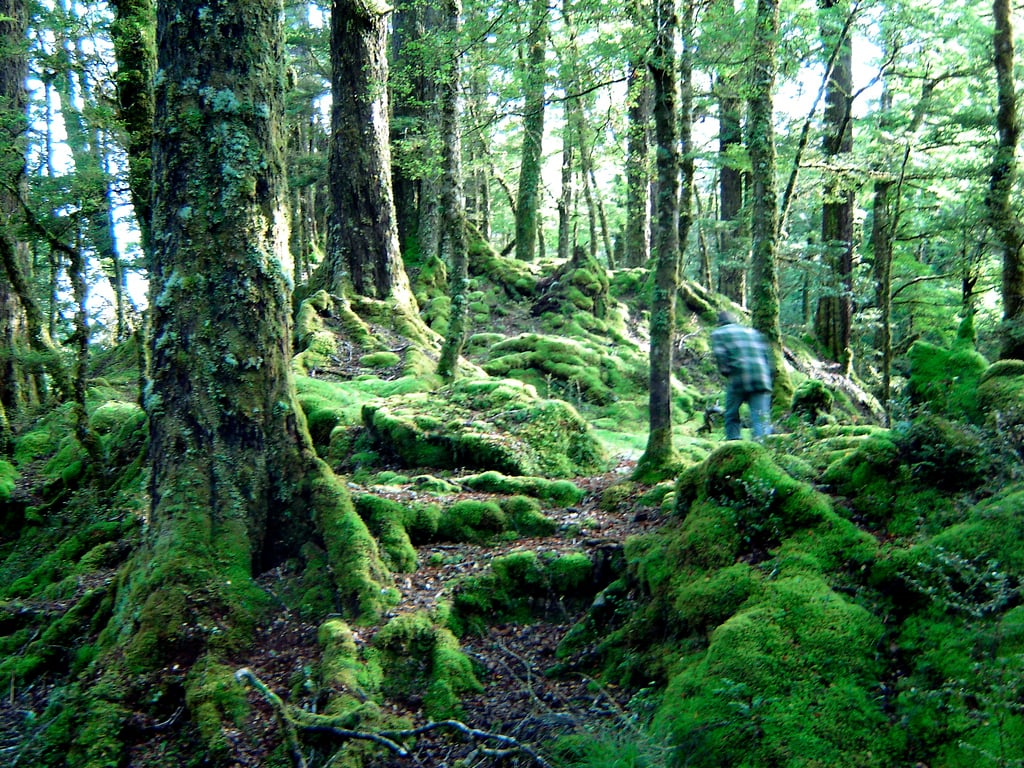 Mount_of_moss-te_anau.jpg