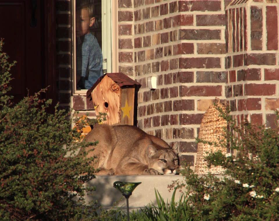 Mountain-Lion-2.jpg