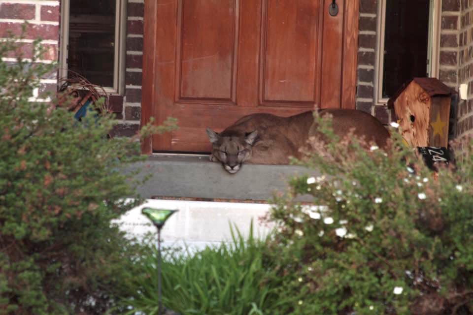 Mountain-Lion-3.jpg