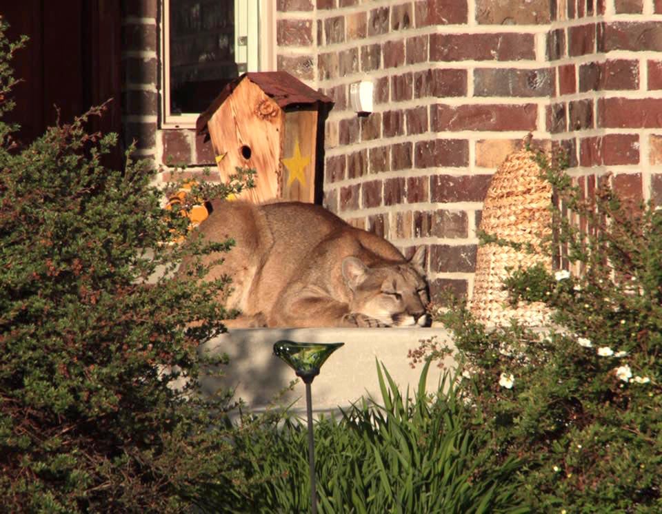 Mountain-Lion-4.jpg