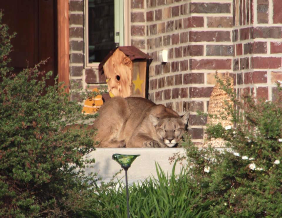 Mountain-Lion-6.jpg