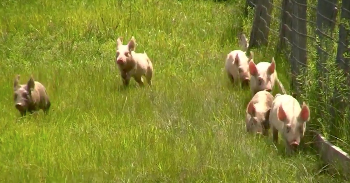 Moving Day for the Piglets