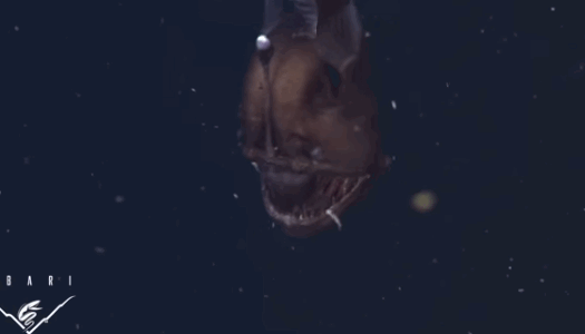 NOOO-GIF.gif