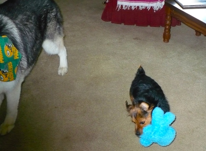 Nancy-rescue-dog-Winnie.jpg