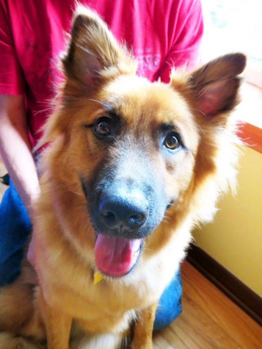 Nicolas-Rescued-Dog-525x700-1.jpg