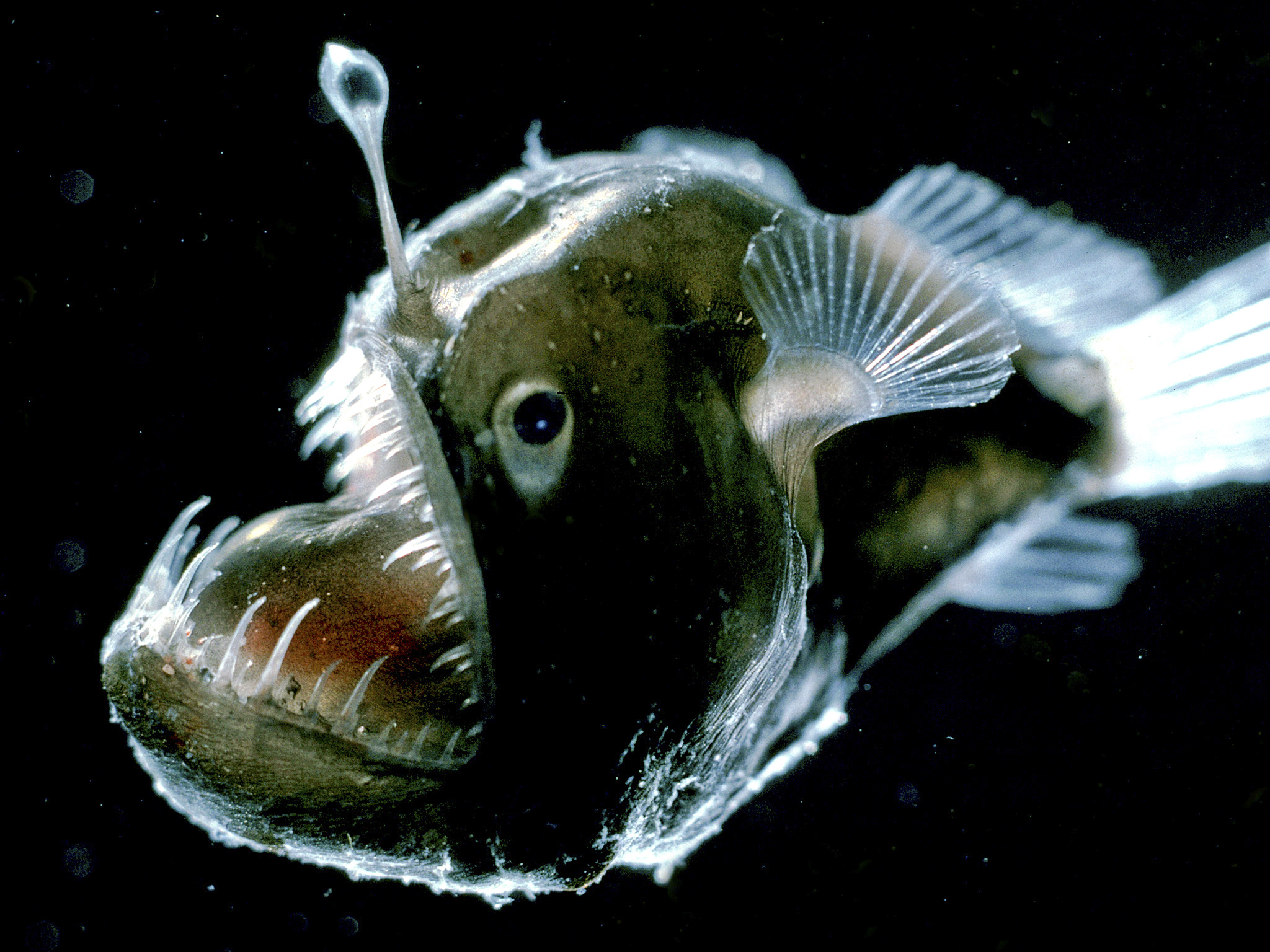 E. Widder/HBOI Melanocetus johnsoni