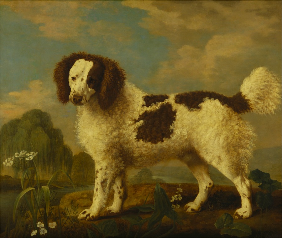 Norfolk-Spaniel1.jpg