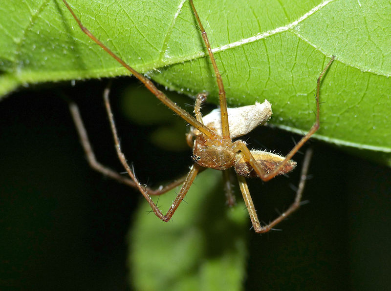 Nursery-web_Spider_Pisauridae_13923222051.jpg