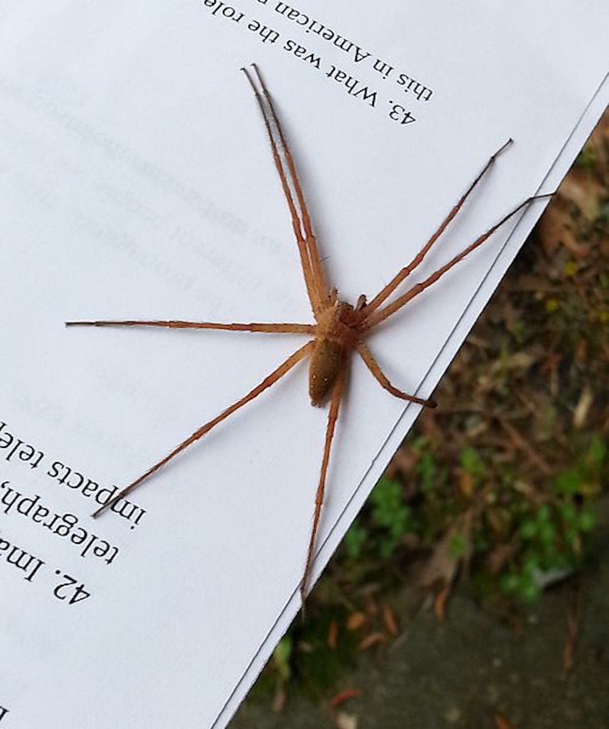 Nursery_web_spider_Pisauridae_holding_onto_a_piece_of_paper_1.jpg
