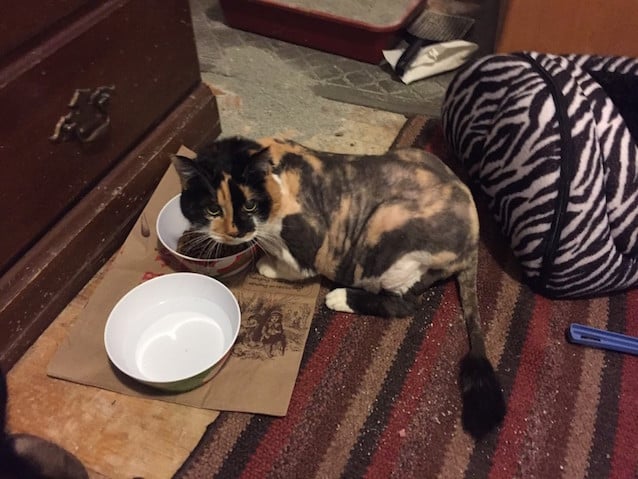 Octopus-Cat-7.jpg
