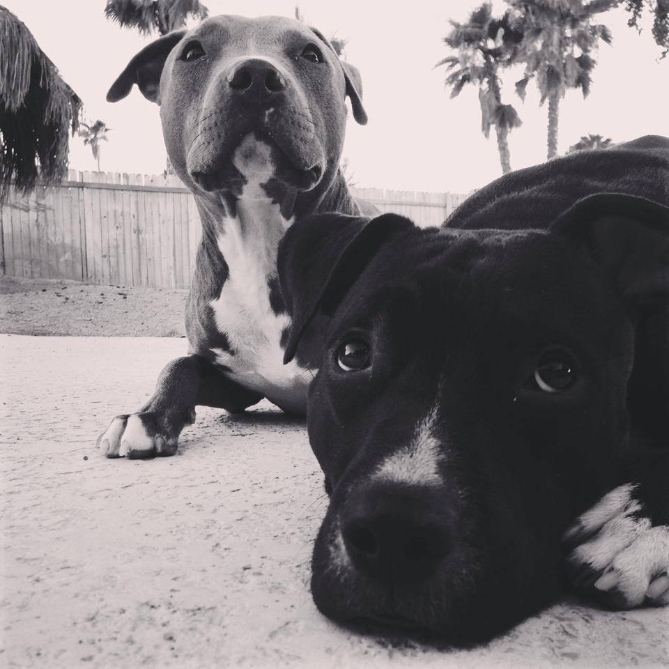 Odin-and-Rorschach-BW.jpg