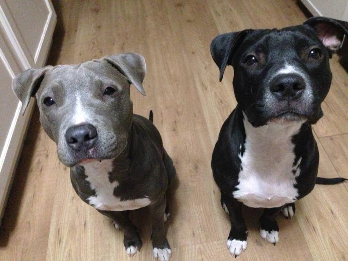 Odin-and-Rorschach-Bait-Dogs-Feature.jpg