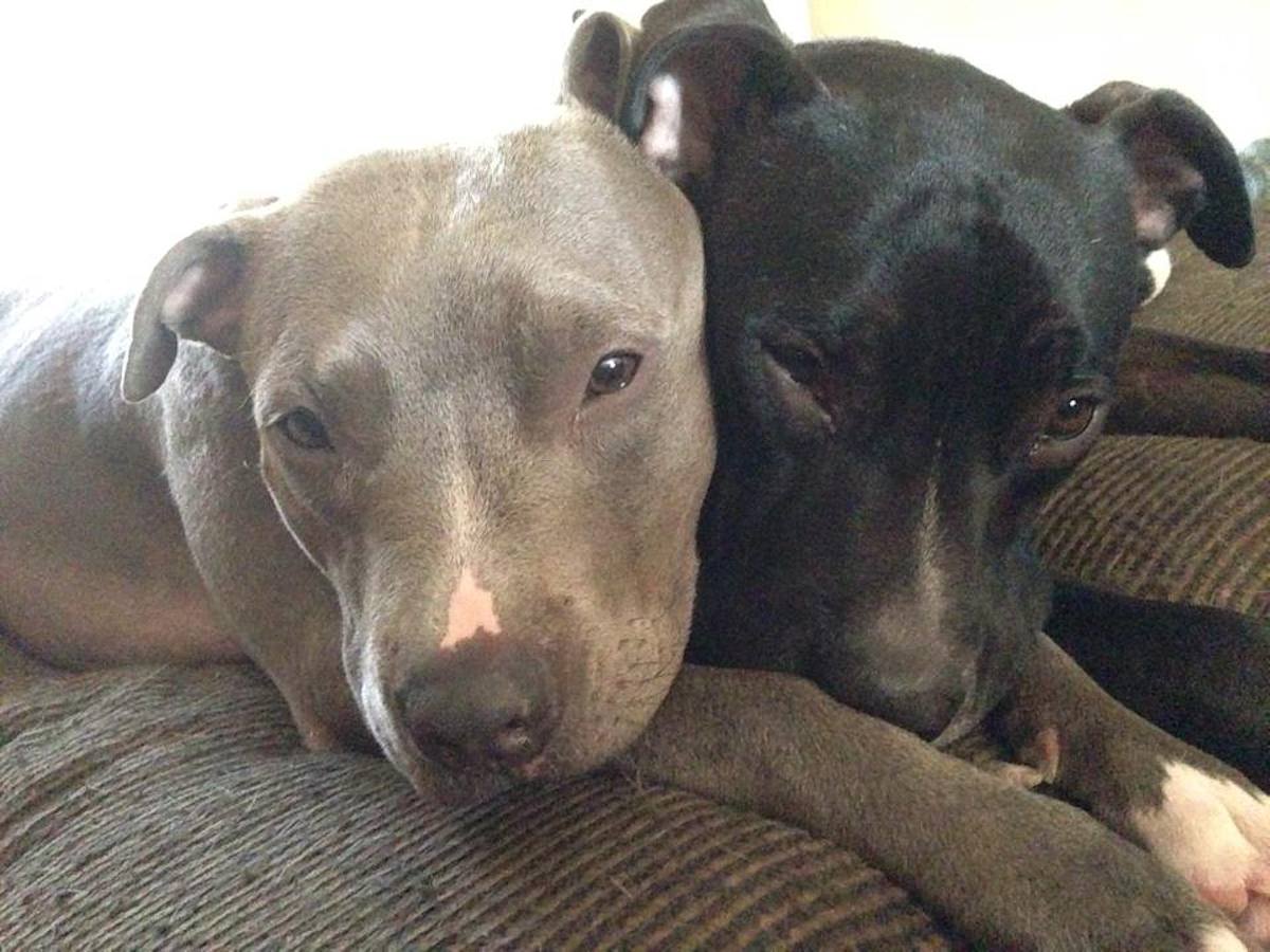 Odin-and-Rorschach-Cuddle-copy.jpg