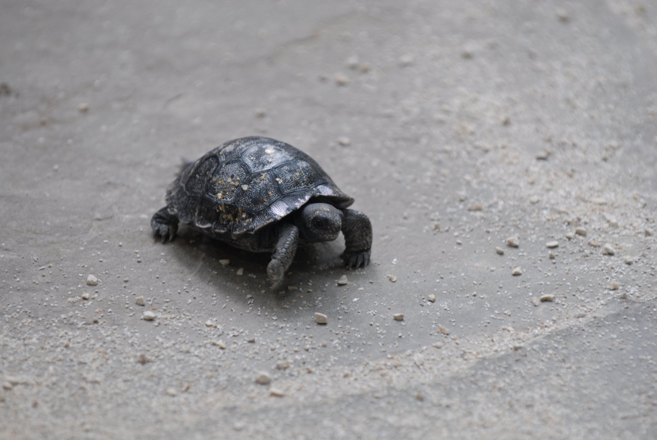 Old-Turtle-1.jpg