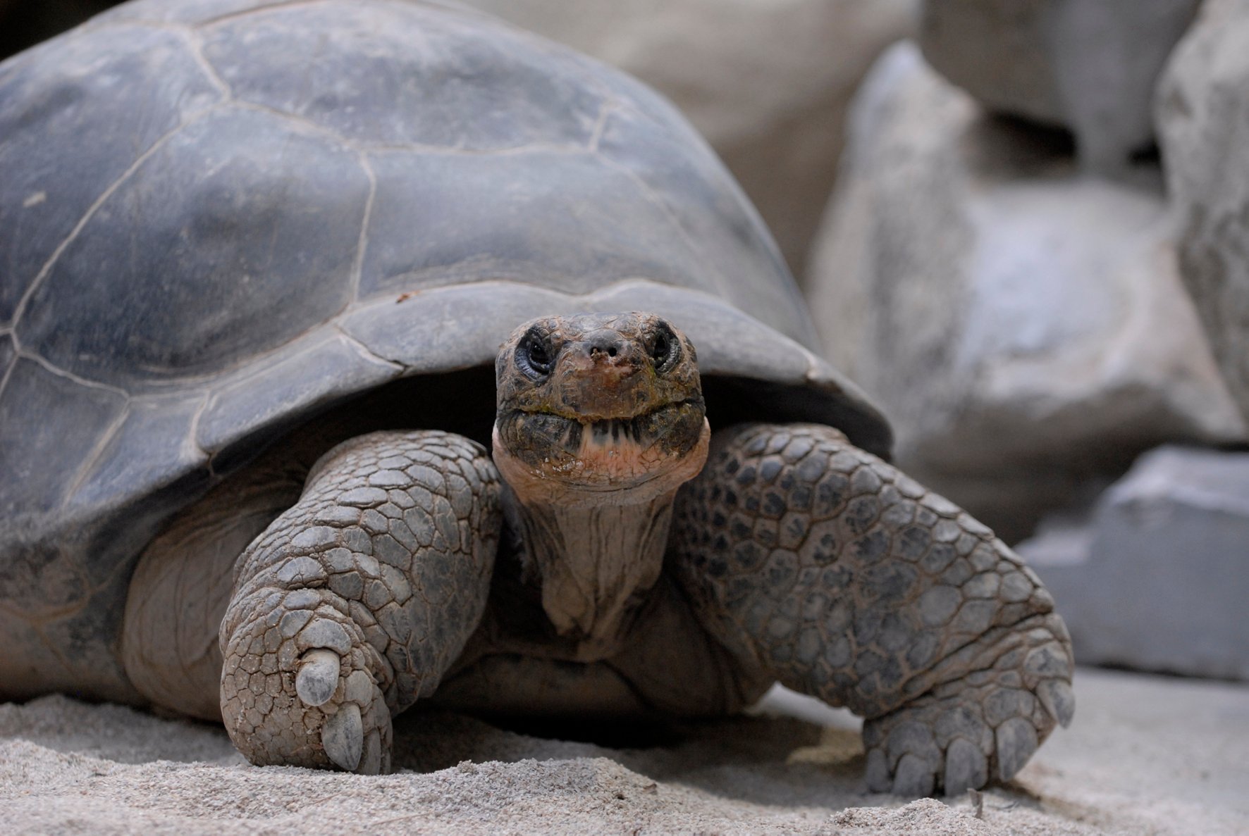 Galapagos-Riesenschildkröte; Geochelone nigra; Nigrita Galapagos-Riesenschildkröte; Geochelone nigra; Nigrita