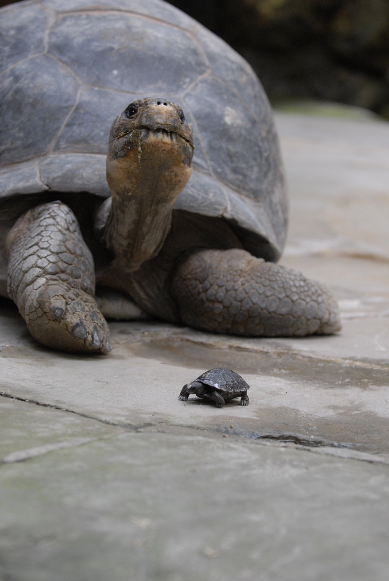 Old-turtle-2.jpg